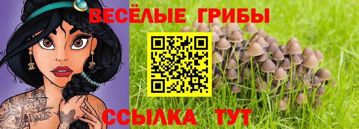 Псилоцибиновые грибы Psilocybine cubensis Томск
